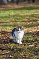 infelice gatti vivere su il strade, guardare per cibo foto