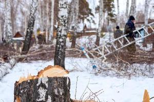 un' tagliare albero è dire bugie su il terra. gennaio 18, 2020, Chelyabinsk, Russia foto