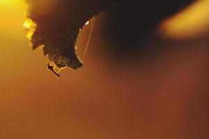 zanzara su una foglia durante l'alba foto