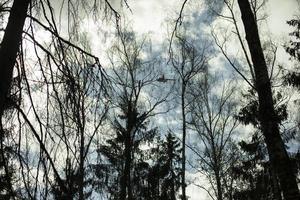 naturale paesaggio. boscoso la zona. foto