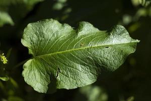 estate foresta. dettagli di natura. verde impianti nel estate stagione. foto