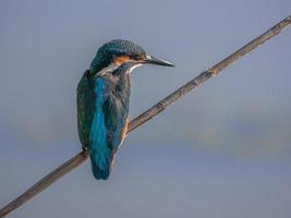 il re della pesca foto