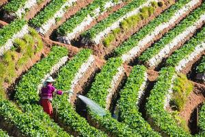 fragola campo a doi Angkhang montagna, Chiang Mai Tailandia foto