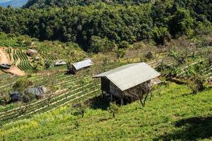 tribù della collina villaggio e azienda agricola a doi ang khang, chiang mai, Tailandia foto