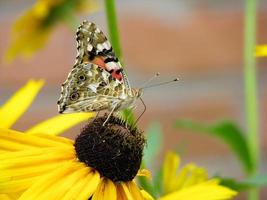 farfalla vanessa cardui si siede su un' fiore rudbeckia e bevande nettare foto