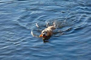 cane giocando e bagnarsi nel il mare nel il presto mattina ore. foto