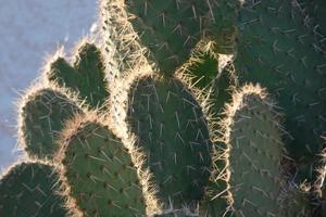 retroilluminato cactus tipico di caldo le zone con poco acqua foto