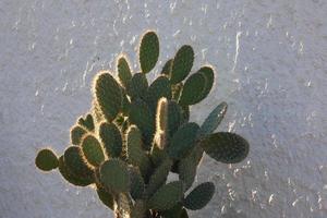 retroilluminato cactus tipico di caldo le zone con poco acqua foto