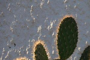 retroilluminato cactus tipico di caldo le zone con poco acqua foto