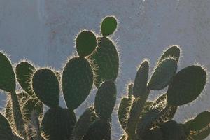 retroilluminato cactus tipico di caldo le zone con poco acqua foto