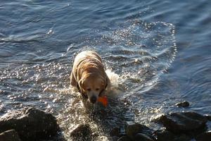 cane giocando e bagnarsi nel il mare nel il presto mattina ore. foto