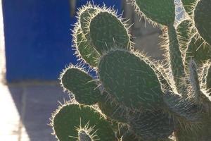 retroilluminato cactus tipico di caldo le zone con poco acqua foto