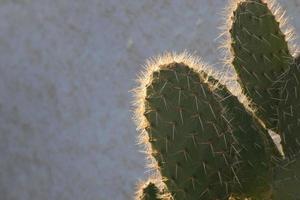 retroilluminato cactus tipico di caldo le zone con poco acqua foto