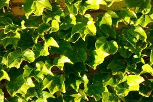 mediterraneo vegetazione durante il estate stagione nel il catalogna regione foto