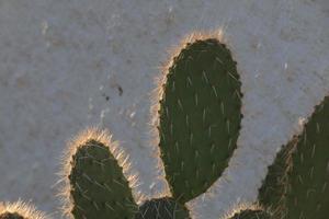 retroilluminato cactus tipico di caldo le zone con poco acqua foto