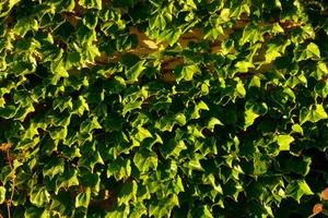 mediterraneo vegetazione durante il estate stagione nel il catalogna regione foto