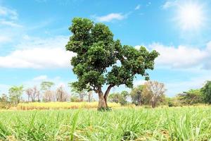 albero verde isolato su sfondo natura foto