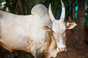 grigio bellissimo sacro Toro zebù nel India foto