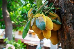 grande fresco frutta di jackfruit appendere su un' albero contro il sfondo di verde le foglie. jackfruit nel un' naturale ambiente foto