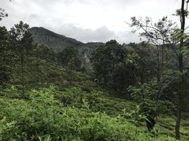 piantagioni di tè in sri lanka foto