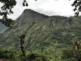 piantagioni di tè in sri lanka foto