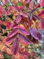 rosso autunno rosa canina le foglie su un' ramo dopo pioggia. piovoso tempo metereologico previsione. giorno dopo il pioggia. naturale sfondo. colorato autunno le foglie. medicinale pianta foto