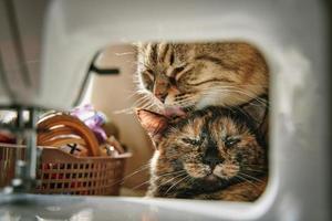 soffice gatto lecca piccolo gattino con suo lingua. foto