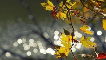 bautiful naturale autunno stagione romantico Marrone asciutto le foglie foto