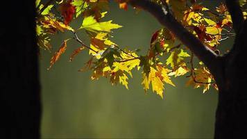 bautiful naturale autunno stagione romantico Marrone asciutto le foglie foto