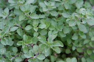 dettaglio di origano impianti nel il biologico giardino foto