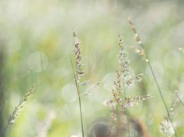 fiore fioritura nel giardino volato foto