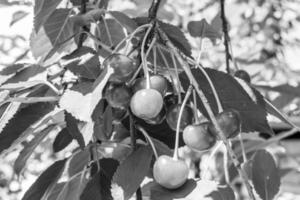 fotografia su tema bellissimo frutta ramo ciliegia albero foto