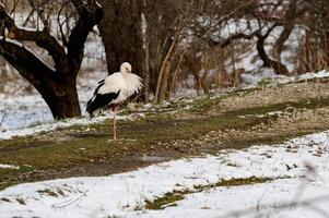 cicogna e presto primavera con neve, migratorio cicogna, uccelli nel Ucraina. foto