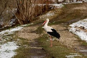 cicogna e presto primavera con neve, migratorio cicogna, uccelli nel Ucraina. foto