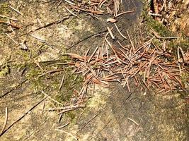 il terra, abete rosso naturale Marrone pino coni e getto muffe e copia il posto nel il conifero foresta contro il sfondo di un' Cracked albero foto