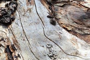 il struttura di il tronco di un vecchio asciutto di legno albero con crepe e Marrone abbaio. il sfondo foto