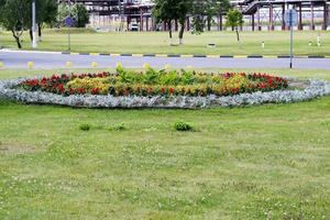 bellissimo fiore letto con fiori su il erba vicino il strada, paesaggio design. foto