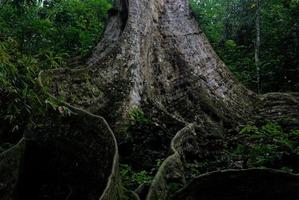 nazionale parco albero foto