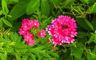 viola rosa rosso fiori e impianti nel tropicale foresta natura Messico. foto