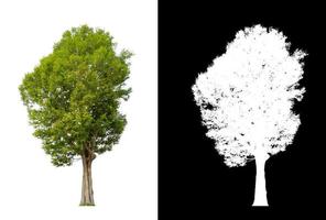 singolo albero con ritaglio sentiero e alfa canale su nero sfondo foto