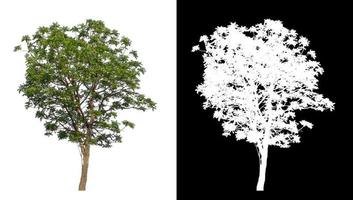 singolo albero con ritaglio sentiero e alfa canale su nero sfondo foto