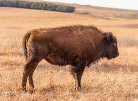 solitario nord americano bisonte su Kansas prateria foto