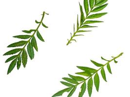 grevillea robusta verde, comunemente conosciuto come meridionale seta quercia, seta quercia o seta quercia, argento quercia o australiano argento quercia, è un' fioritura pianta nel il famiglia proteacee, sfondo isolato bianca foto