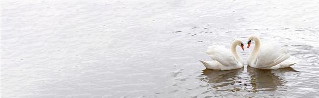 coppia di bianca cigni nuotare nel il acqua. simbolo di amore e fedeltà è Due cigni rendere un' cuore forma. magico paesaggio con selvaggio uccello - Cygnus olor. tonica Immagine, bandiera nel naturale colori, copia spazio. foto