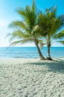 palma albero su il tropicale spiaggia, con un' bellissimo mare Visualizza su blu cielo natura sfondo foto