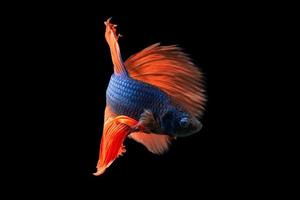 primo piano momento pesce betta mezzaluna, corpo blu, scene di sfondo nero coda rossa foto