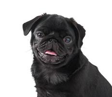 giovane nero cane carlino in posa su bianca sfondo foto