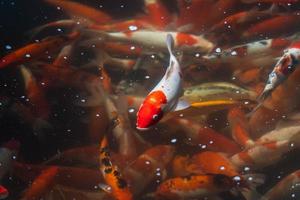 carpe dorate e pesci koi, pesci decorativi colorati galleggiano in uno stagno artificiale, concetto animale. foto