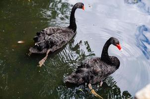 Due nero cigni su il superficie di il lago avvicinamento. cigni nuotare nel verdastro acqua. foto