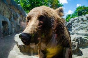 animale diritti. amichevole Marrone orso a piedi nel zoo. carino grande orso pietroso paesaggio natura sfondo. animale selvaggio vita. adulto Marrone orso nel naturale ambiente. foto